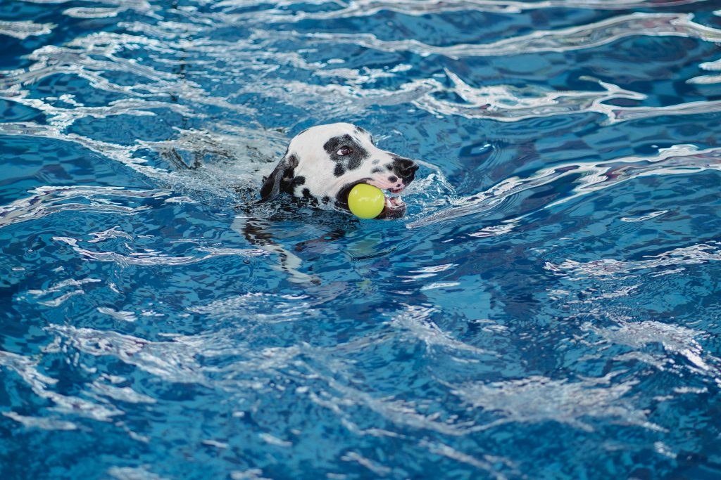 Dog swimming in pool is an example of why hiring a pool technician from splash dr in st george ut is important